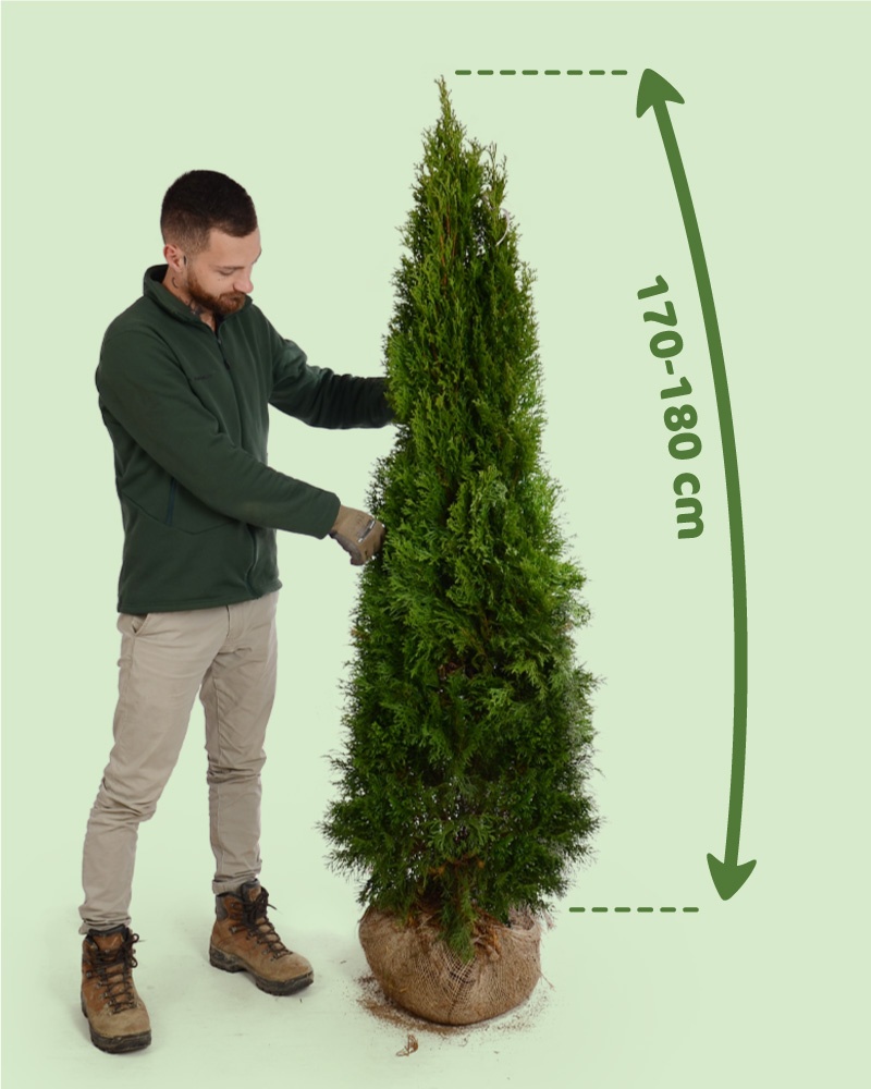 TUJE SMARAGD 220-250cm AKCIA 25€ - 6