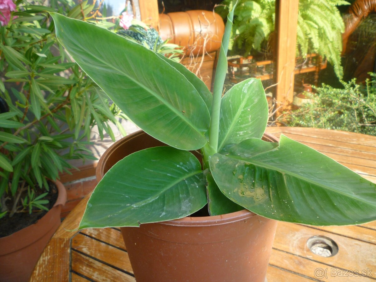 Agáve americká, bananovník - 6