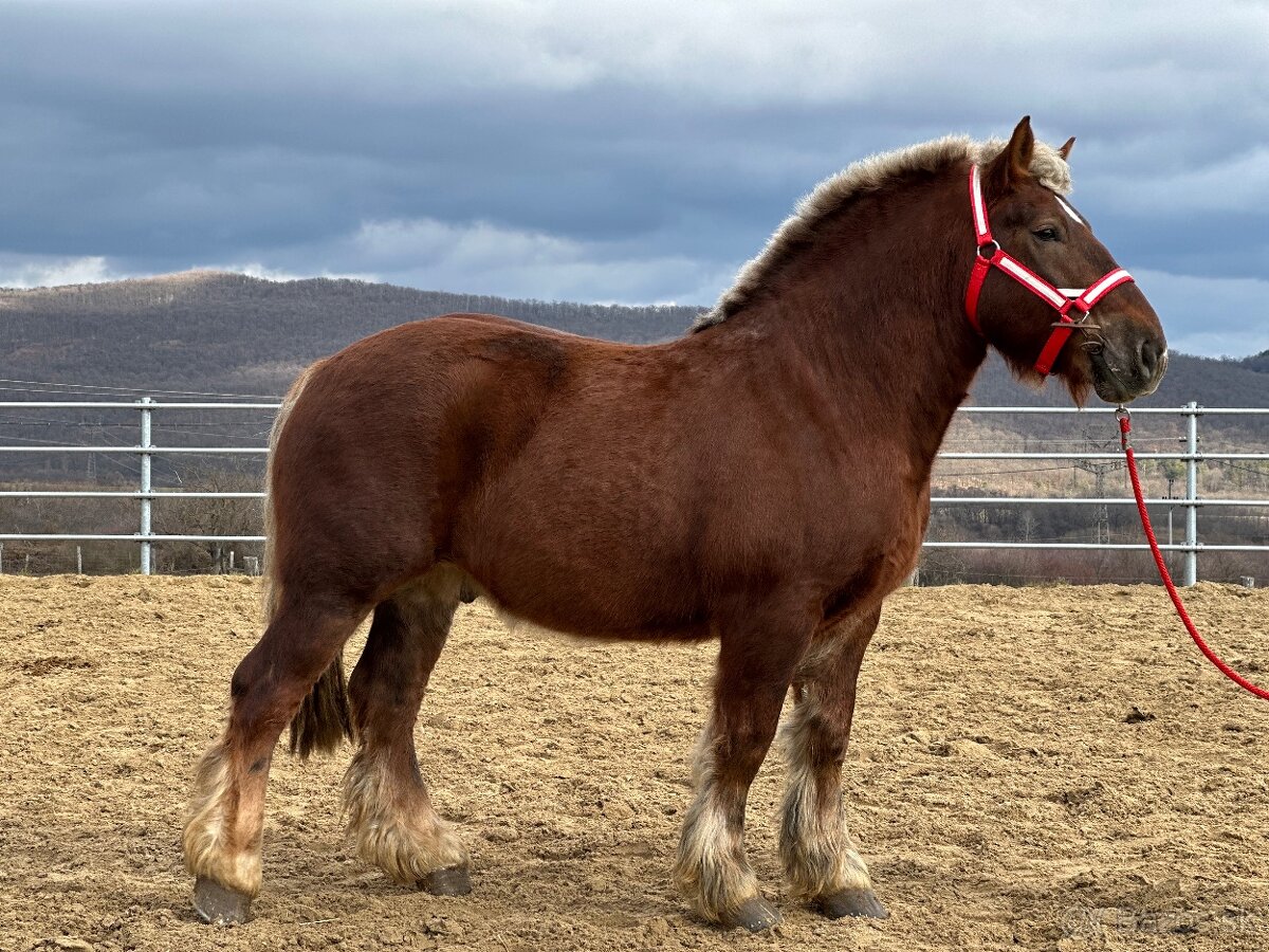 Švédsky ardén valach na predaj - 6