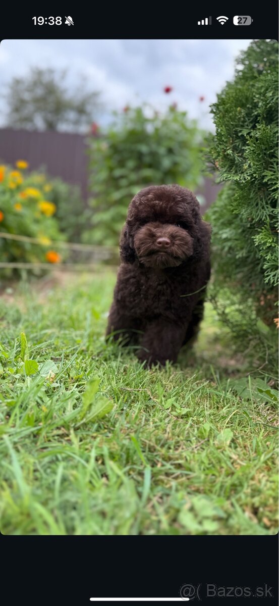 čokoládoví chlapci toy pudel - 6