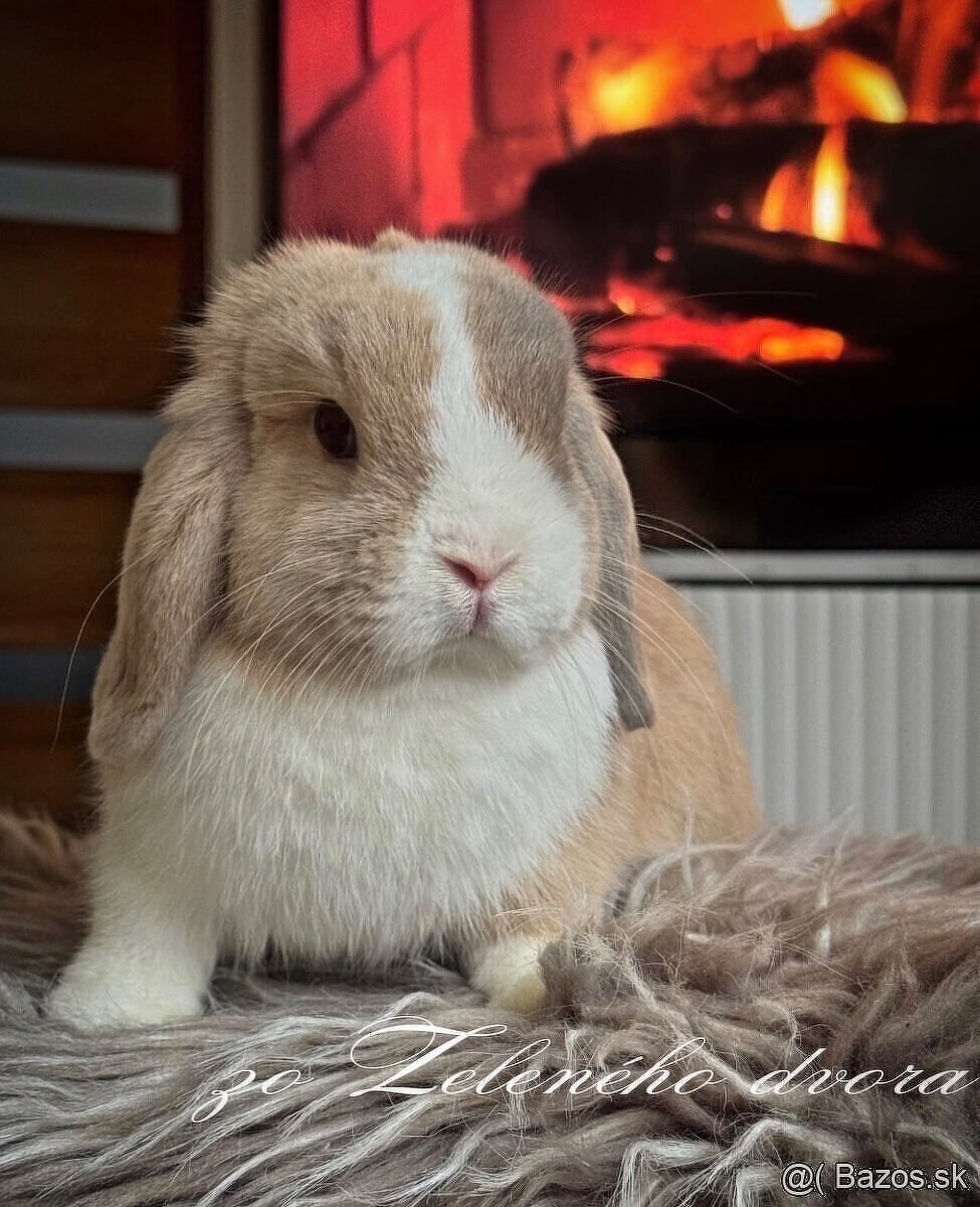 💛🌼 minilop králik 🌼💛🐰 - 6