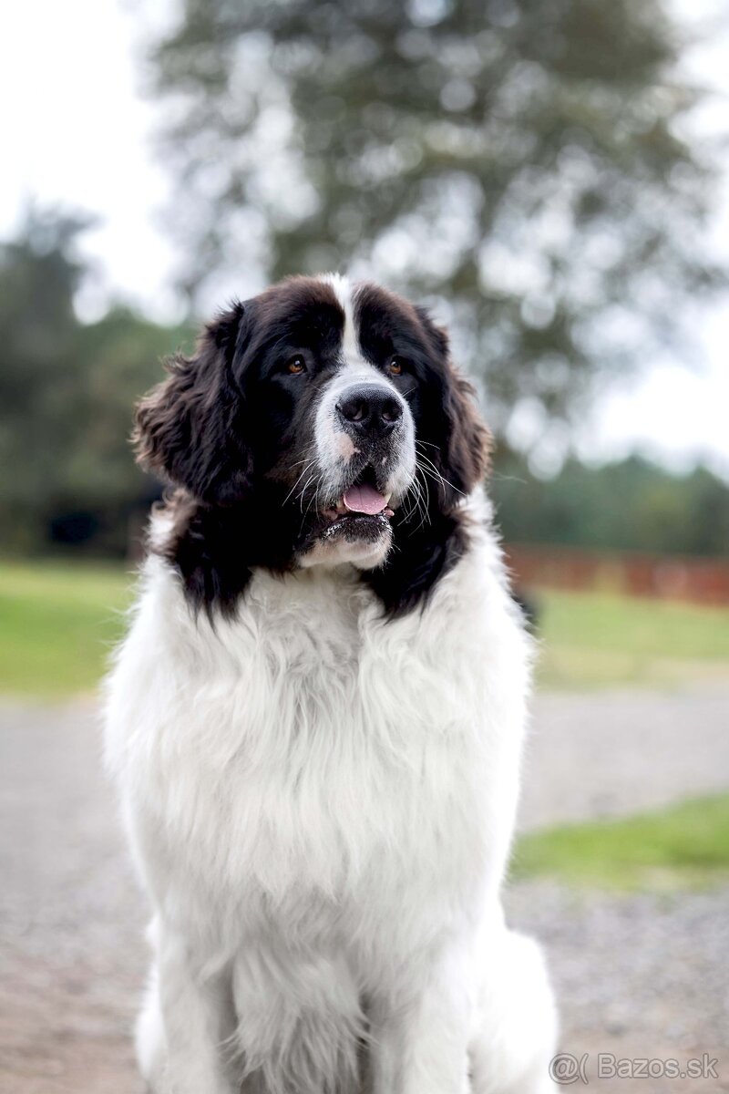 Na predaj šteniatka plemena Landseer - 6