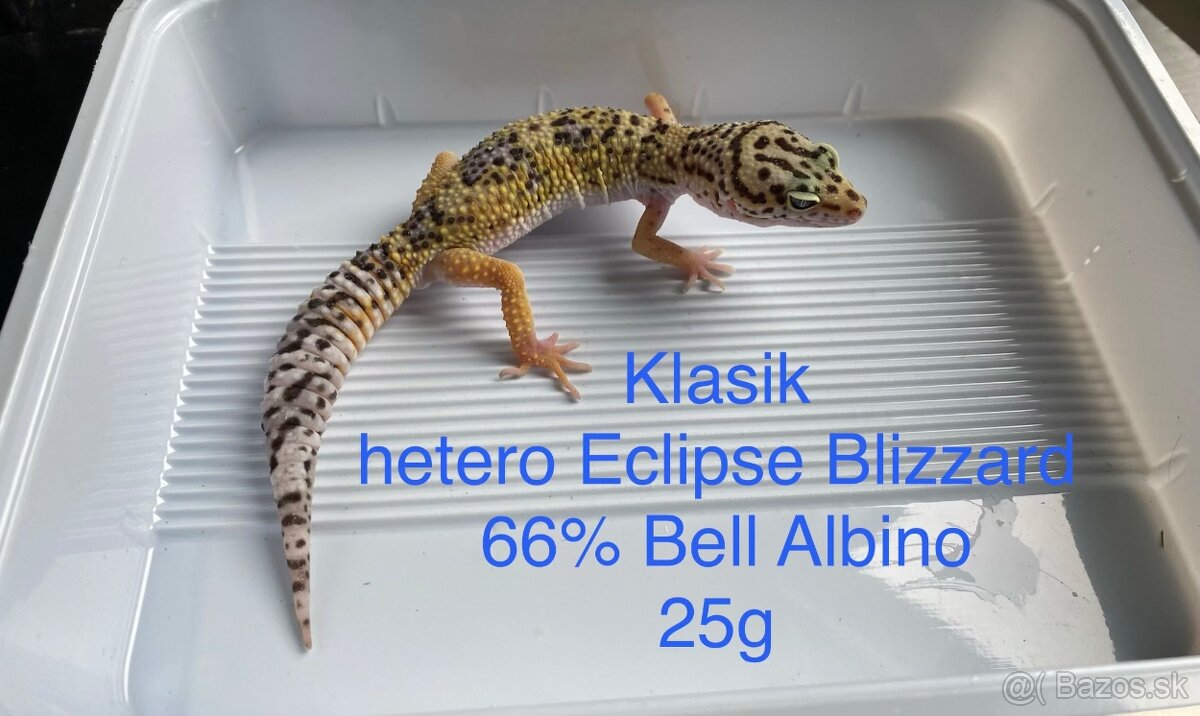 Gekončík nočný - 6