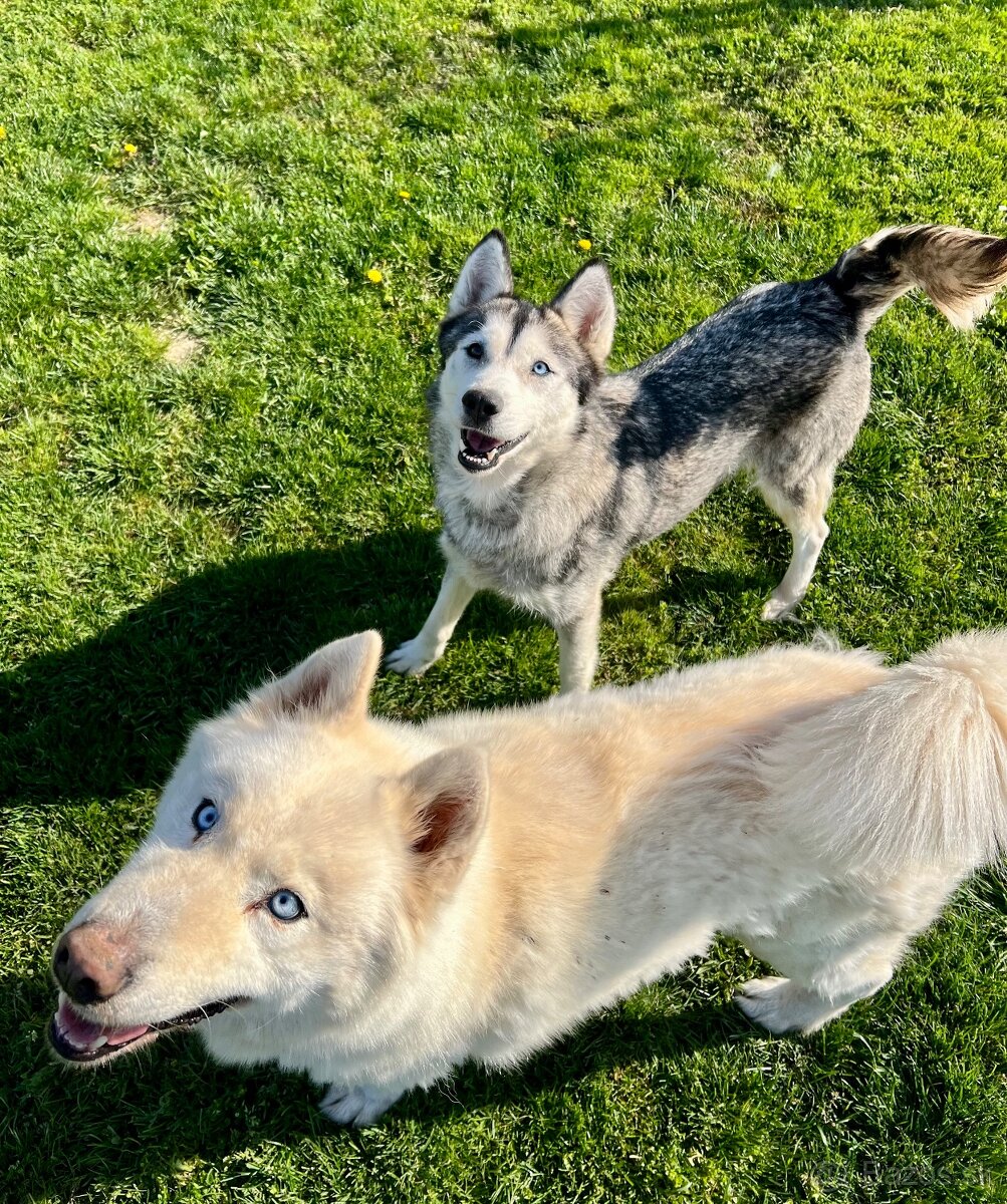 Steniatka sibirsky husky - 6