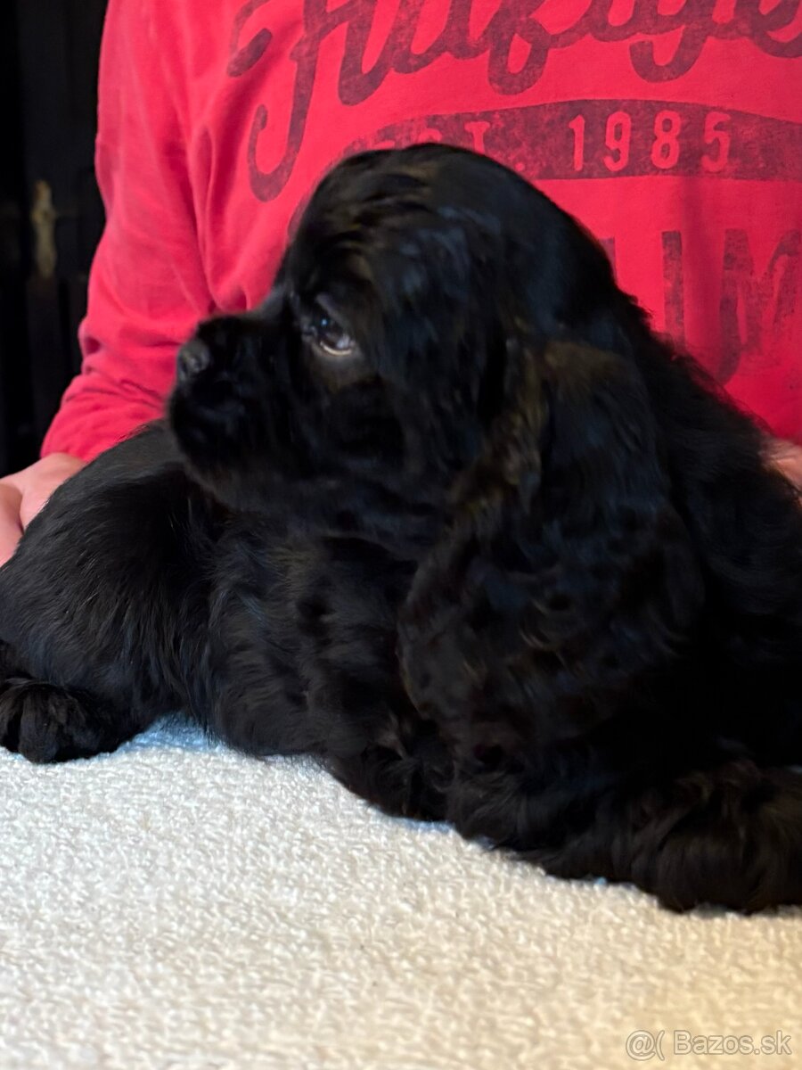 Americký kokerspaniel - 6