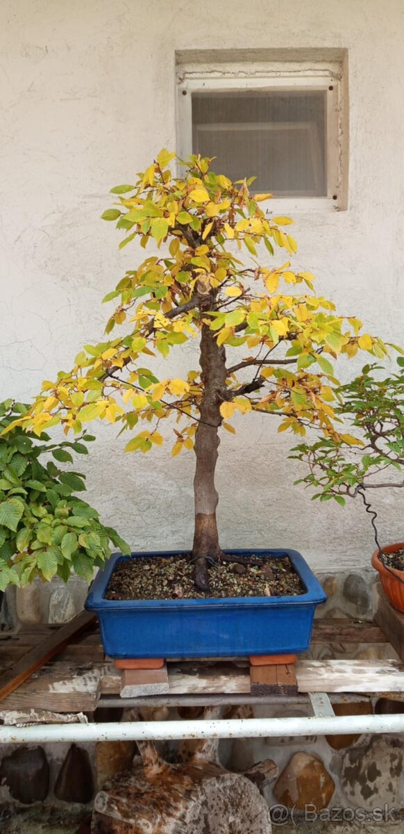 bonsai,bonsaj-DUB 7 - 6