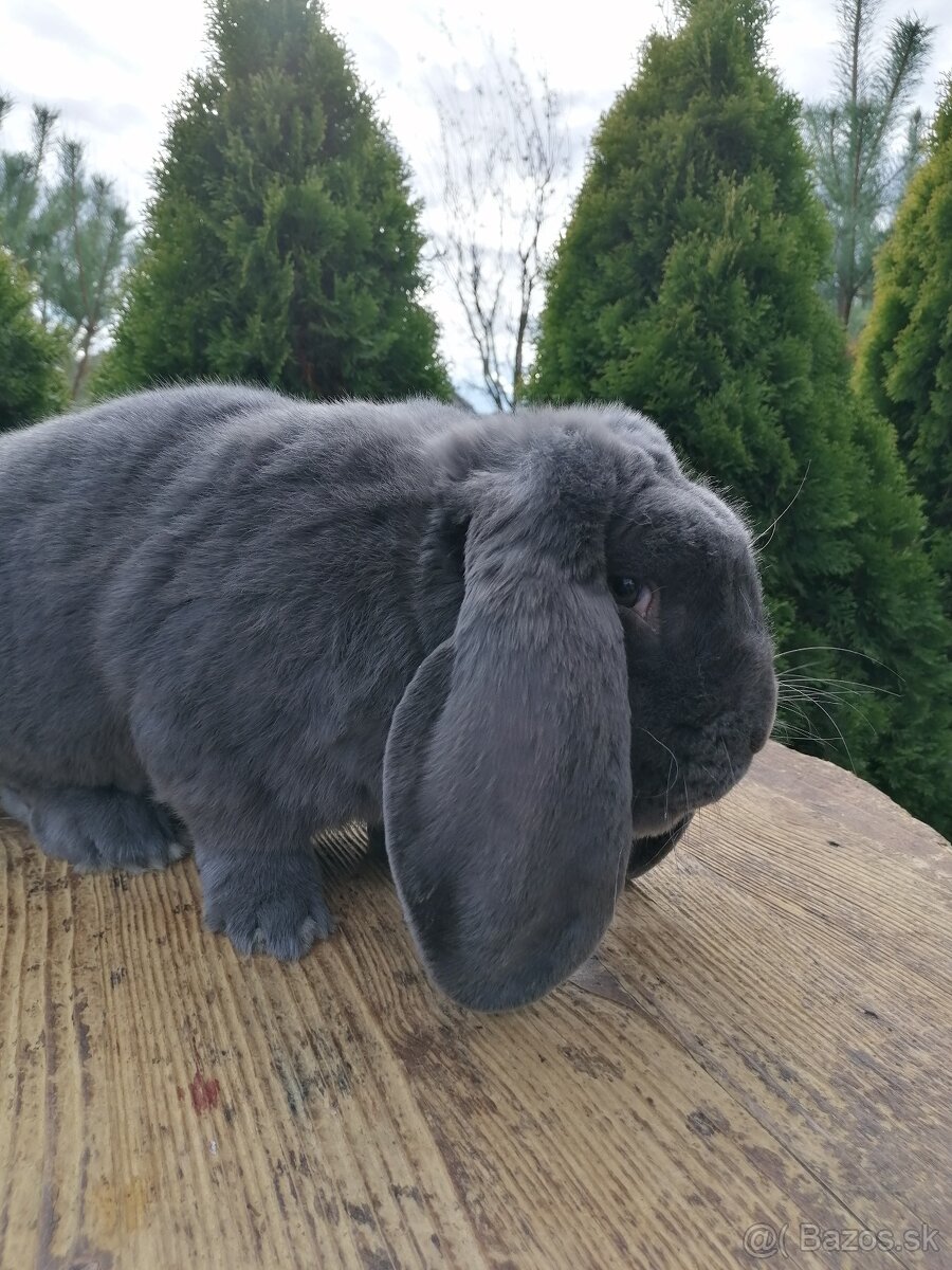 Francúzsky baran - 6