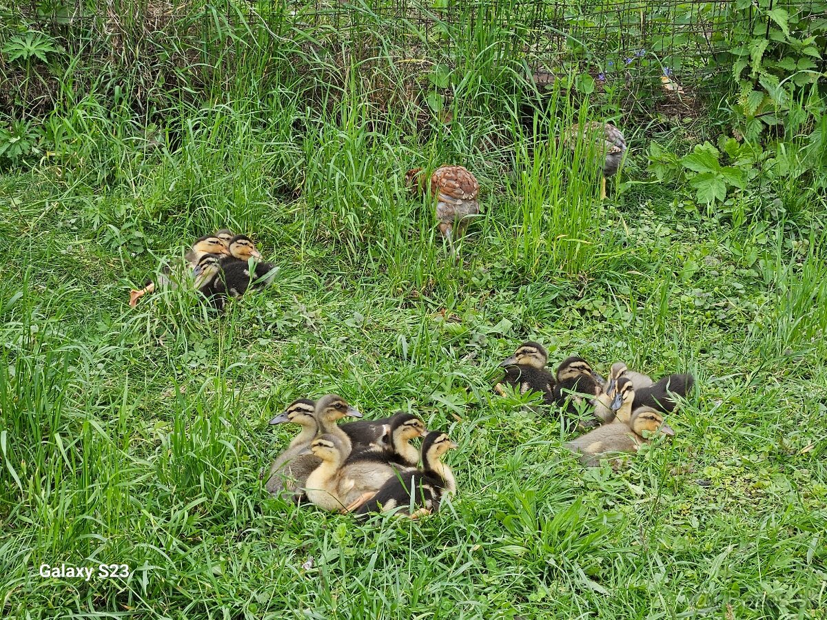 Predám kačacie nasadové vajíčka - 6