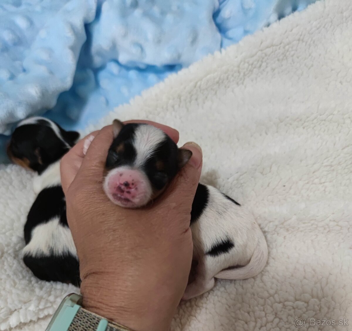 Biewer Yorkshire terrier - 6