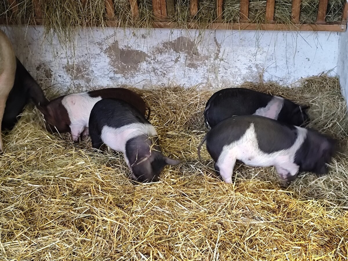 Presticke Prasa x kune kune odstavcata - 6