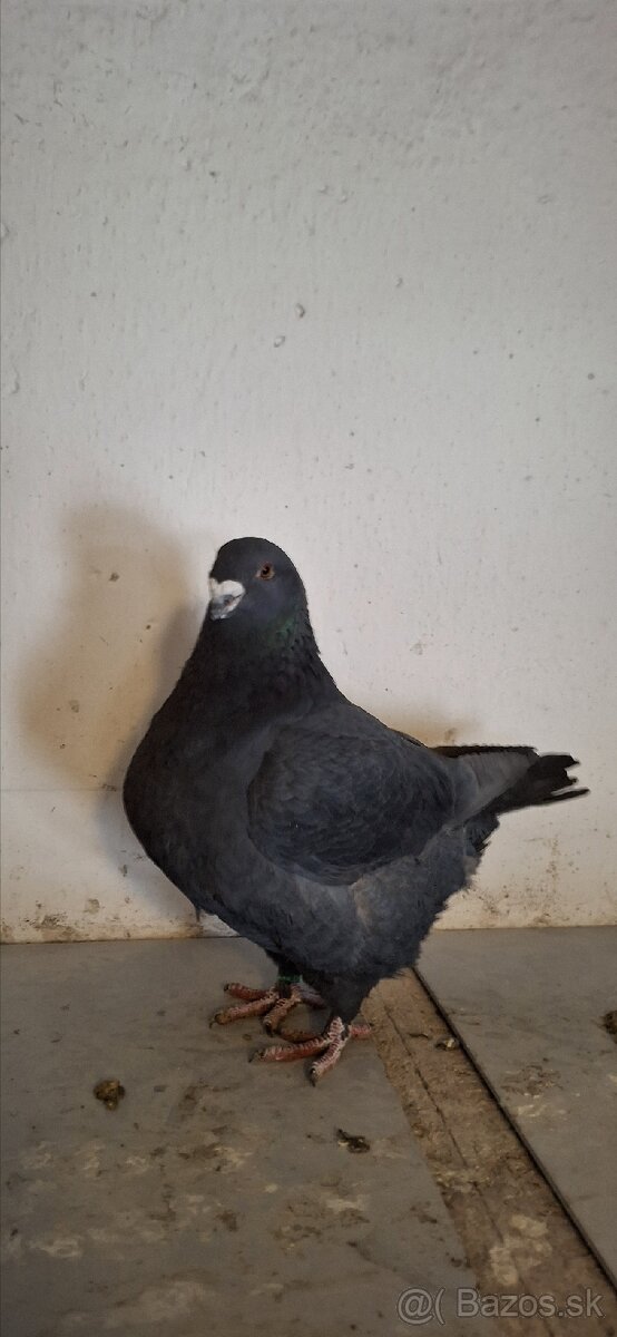 Holuby gigant homer - 6