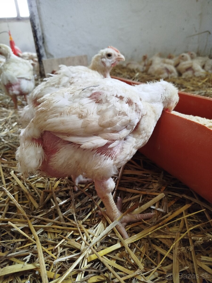 Brojlerove kurčatá - 6