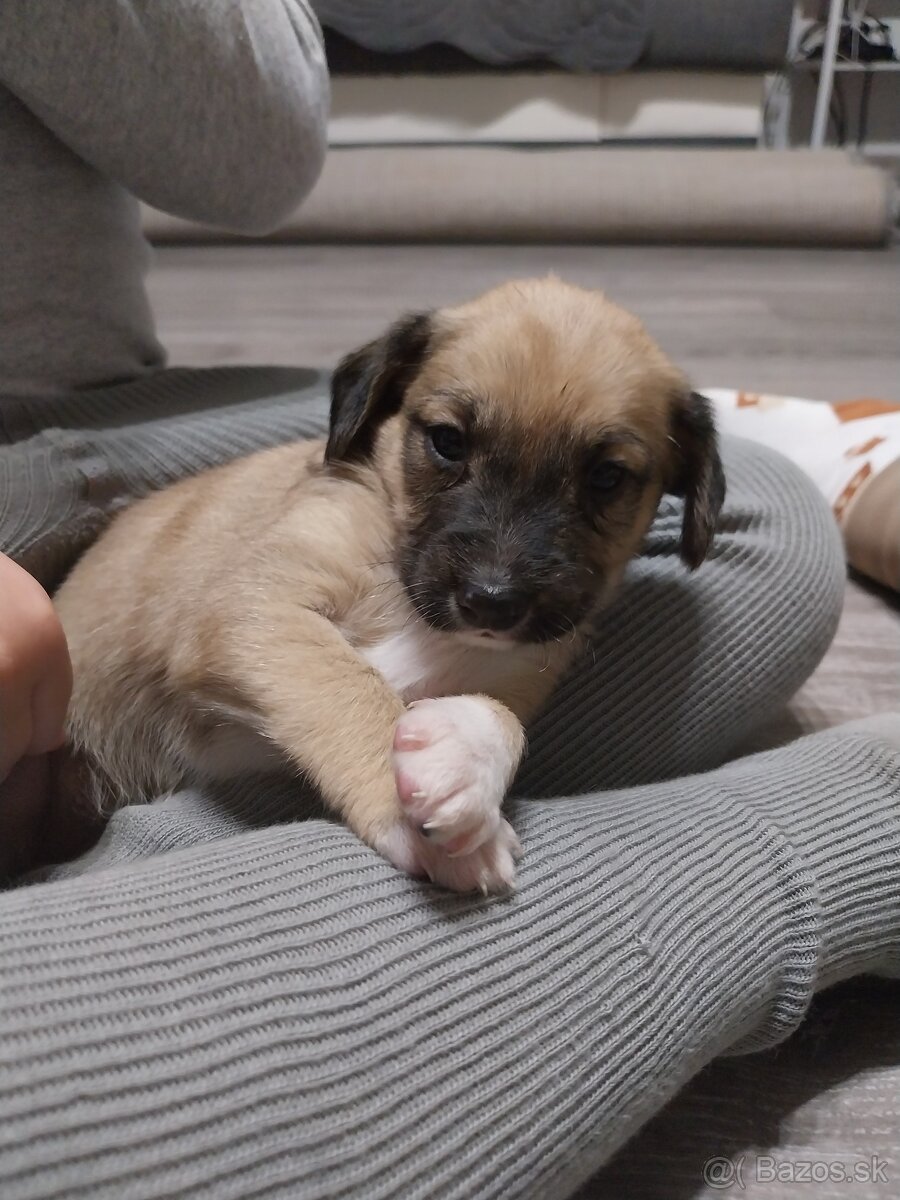 Darujem šteniatka - 6