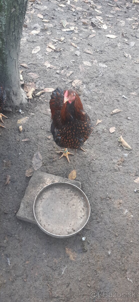 Wyandotka ZČL Veľká. Kohúty 2025. - 6