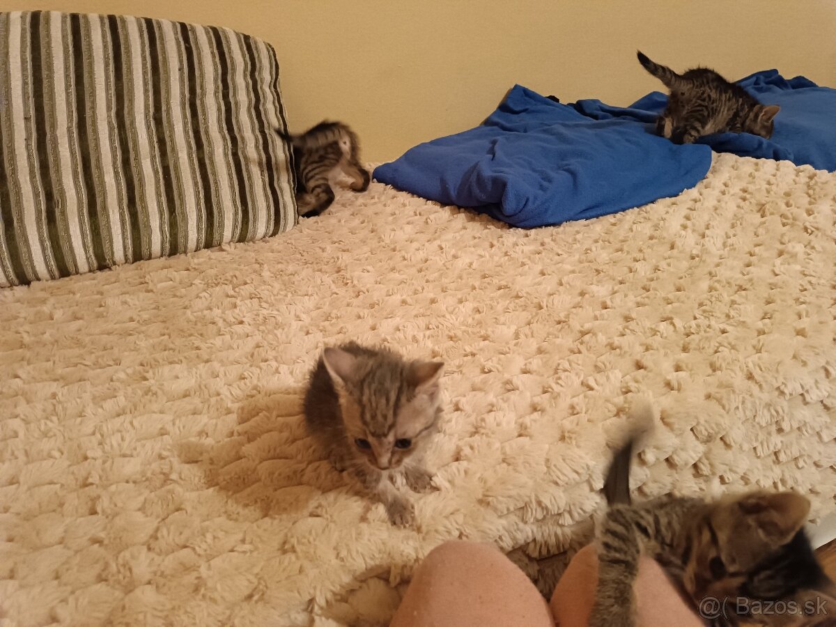 Darujem mačiatka do dobrých ruk - 6