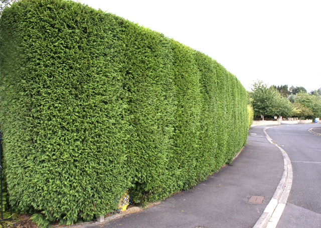 Cyprusovec leylandsky 2001, zivy plot - 6