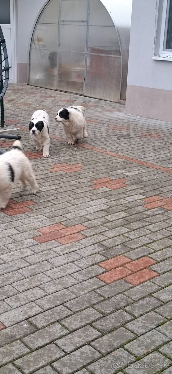 Stredoázijsky ovčiak - 6