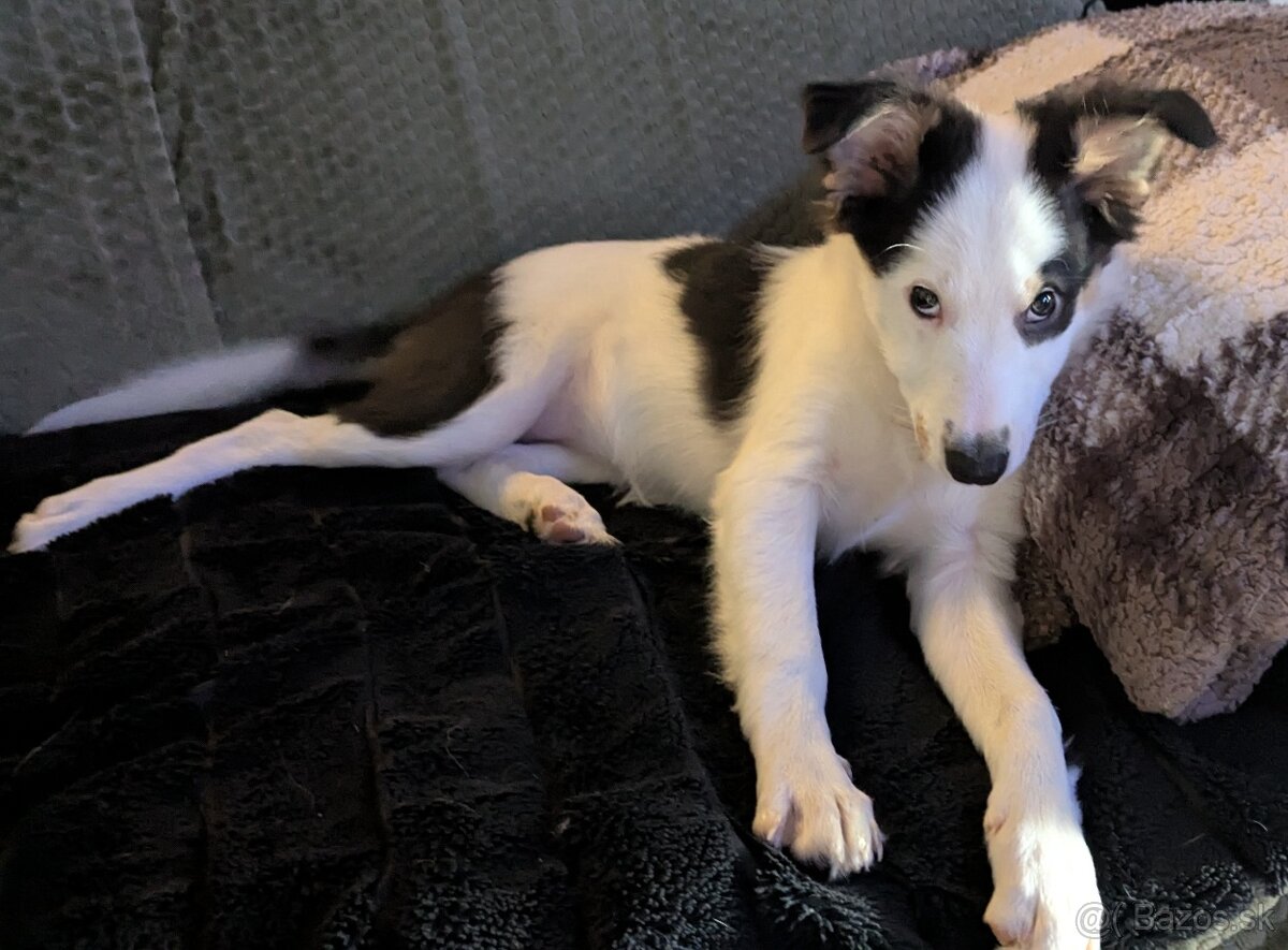 Border kolia tricolor - 6