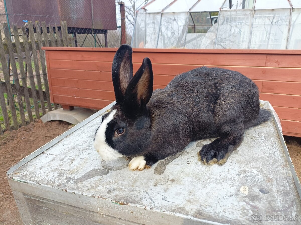Predám králiky - 6
