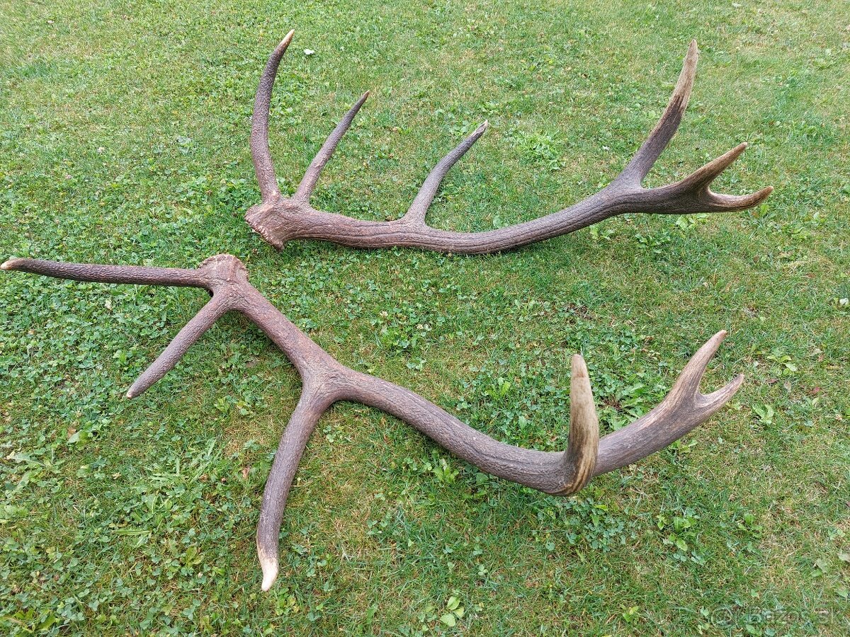 Trofej trofeje paroh parohy parozie zhody - 6