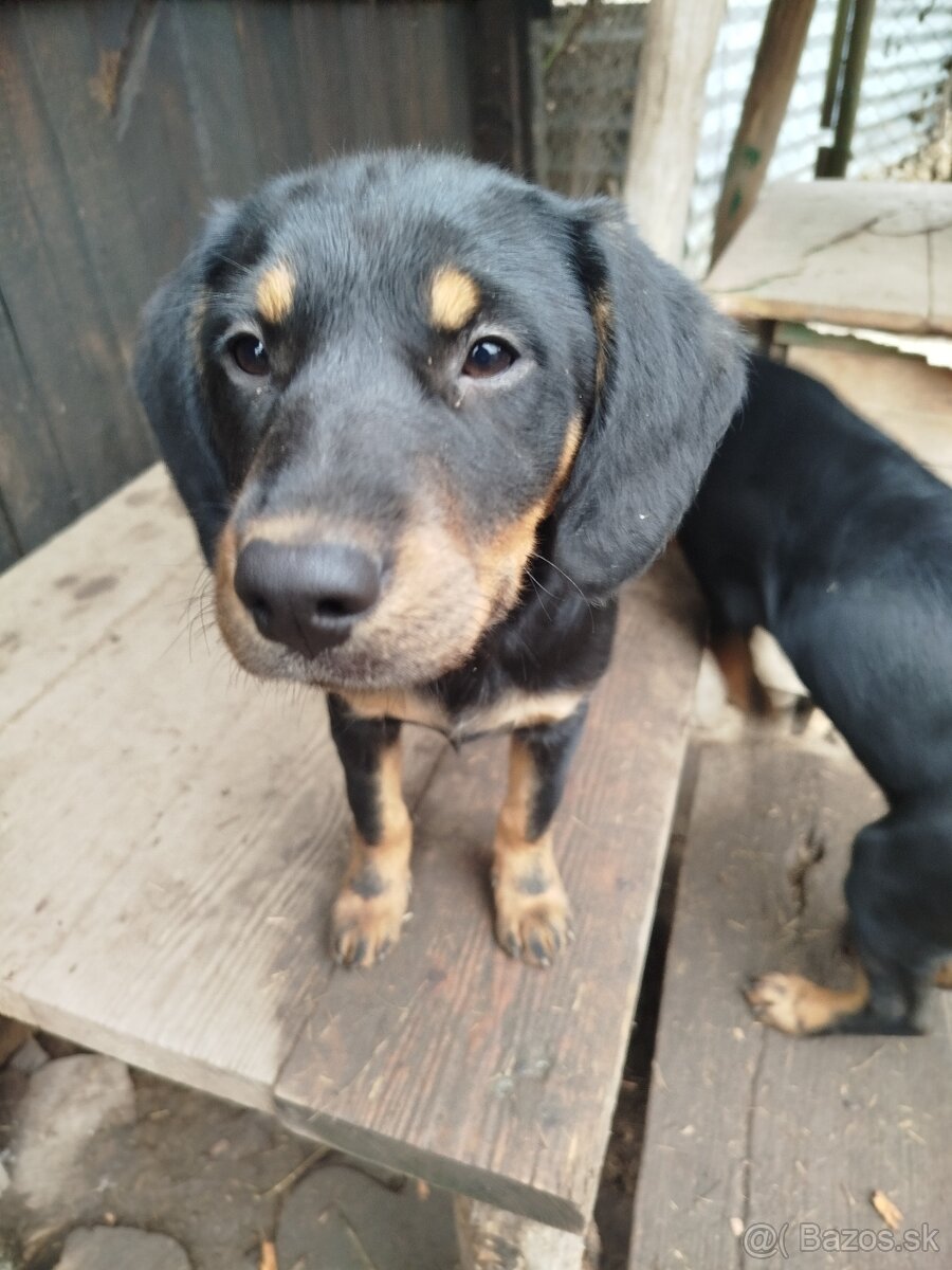 Darujem Šteniatká - 6