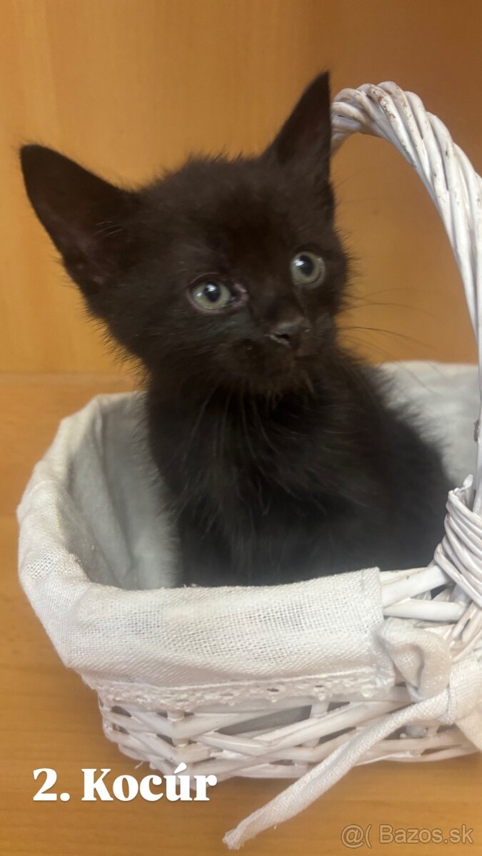 Darujem mačiatká - 6