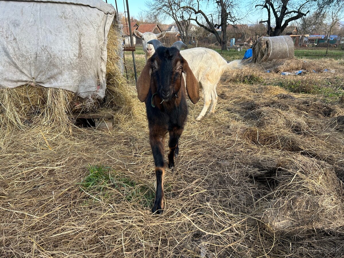 Krytie - anglonubijsky cap - 6