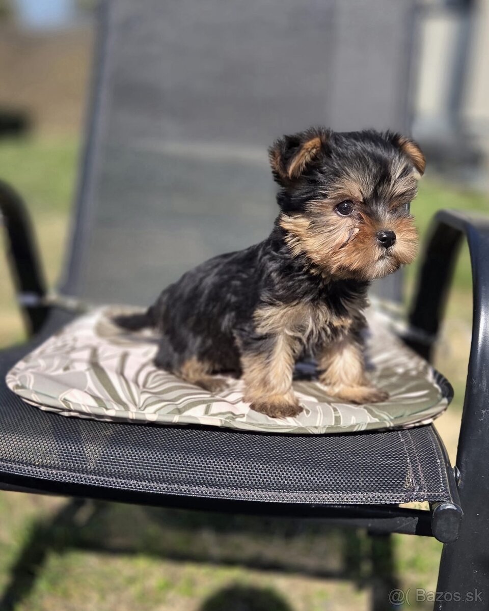 Yorkshirsky terier - 6