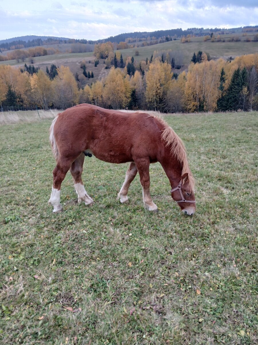 Predám žriebätá - 6