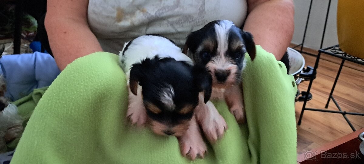 Yorkshire terier biewer - 6