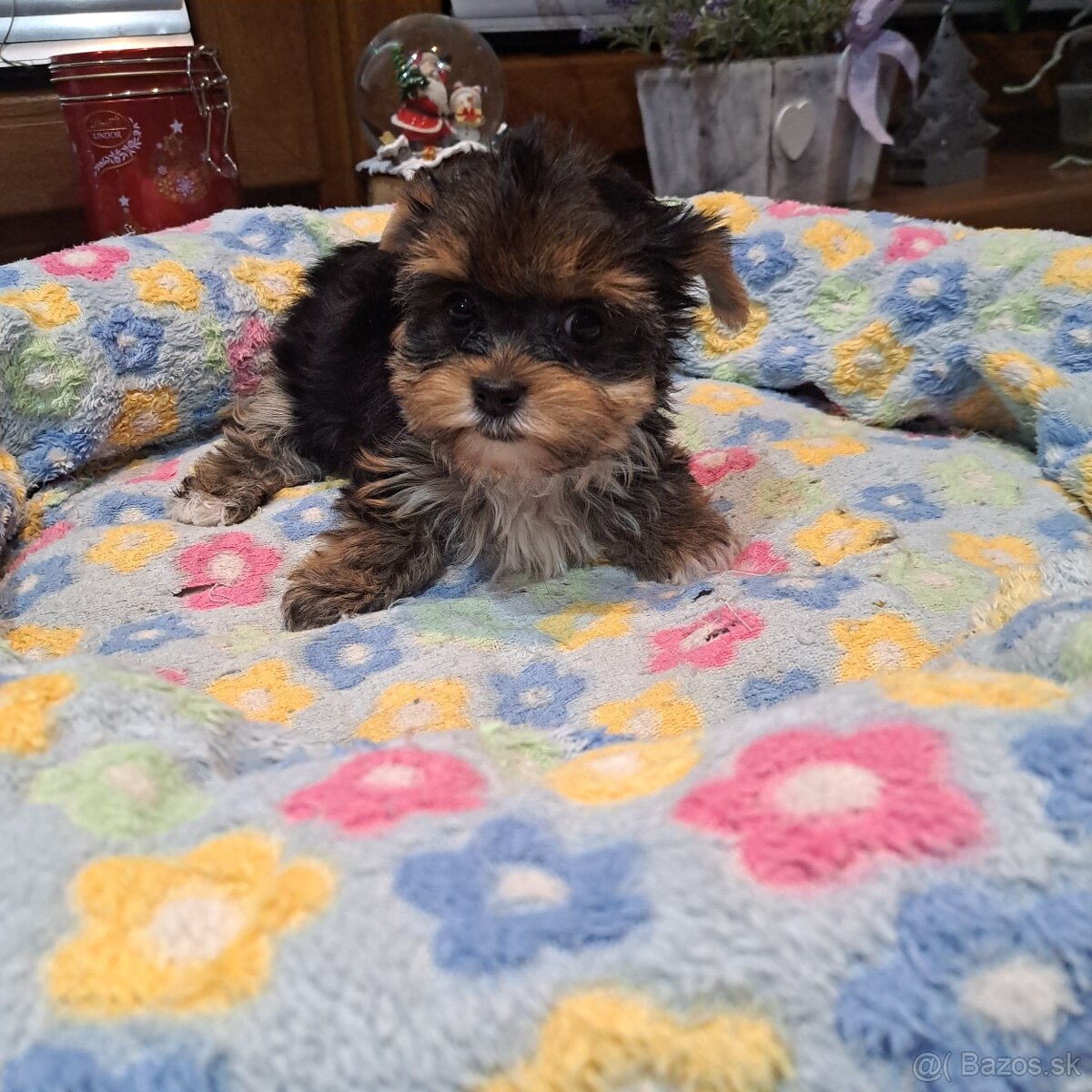 Biewer,Halbbiewer,Oceán - 6