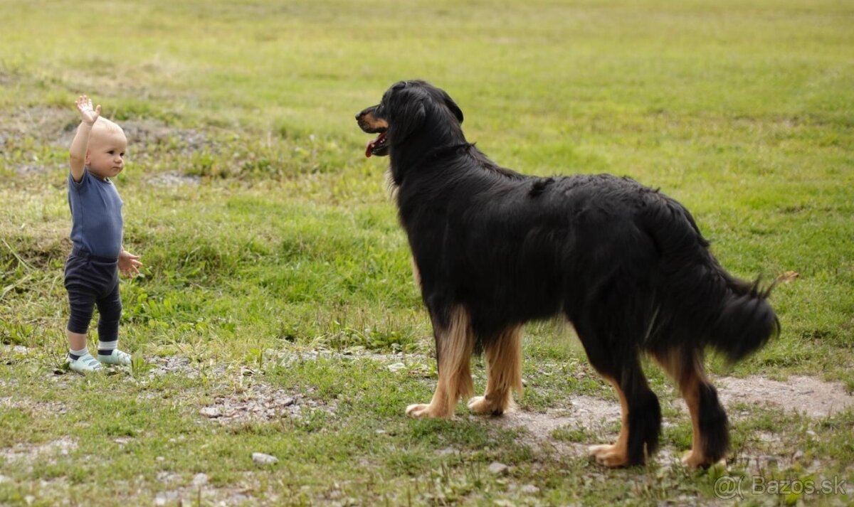 Nabídka hovawartích štěňat s PP - štěňata - 6