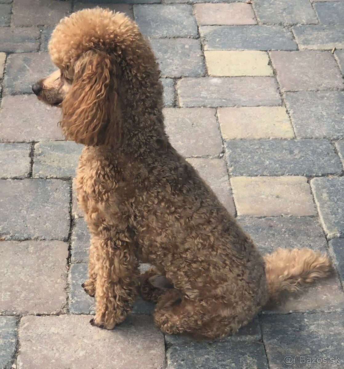 Maltipoo šteniatka - 6