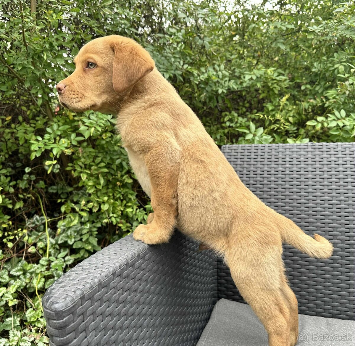 šteniatka labrador a IHNEĎ - 6