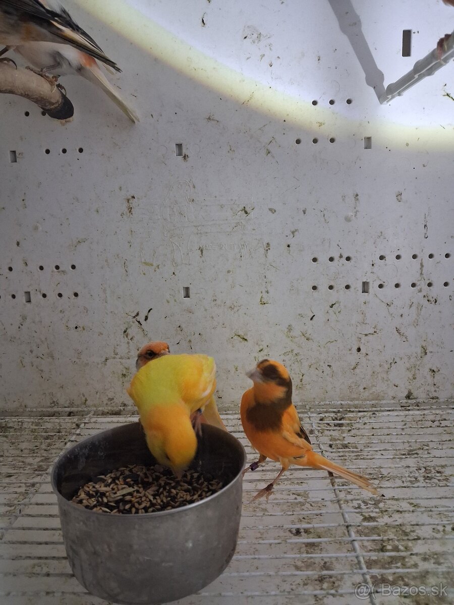 Kanáriky - 6