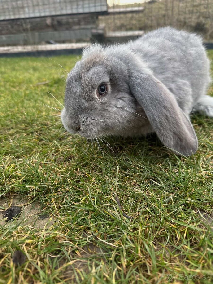 Králiky ( francúzsky baran ) - 6