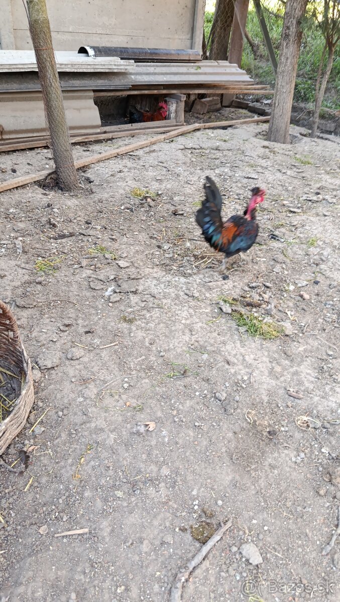 Predám kohútika liliputana - 6