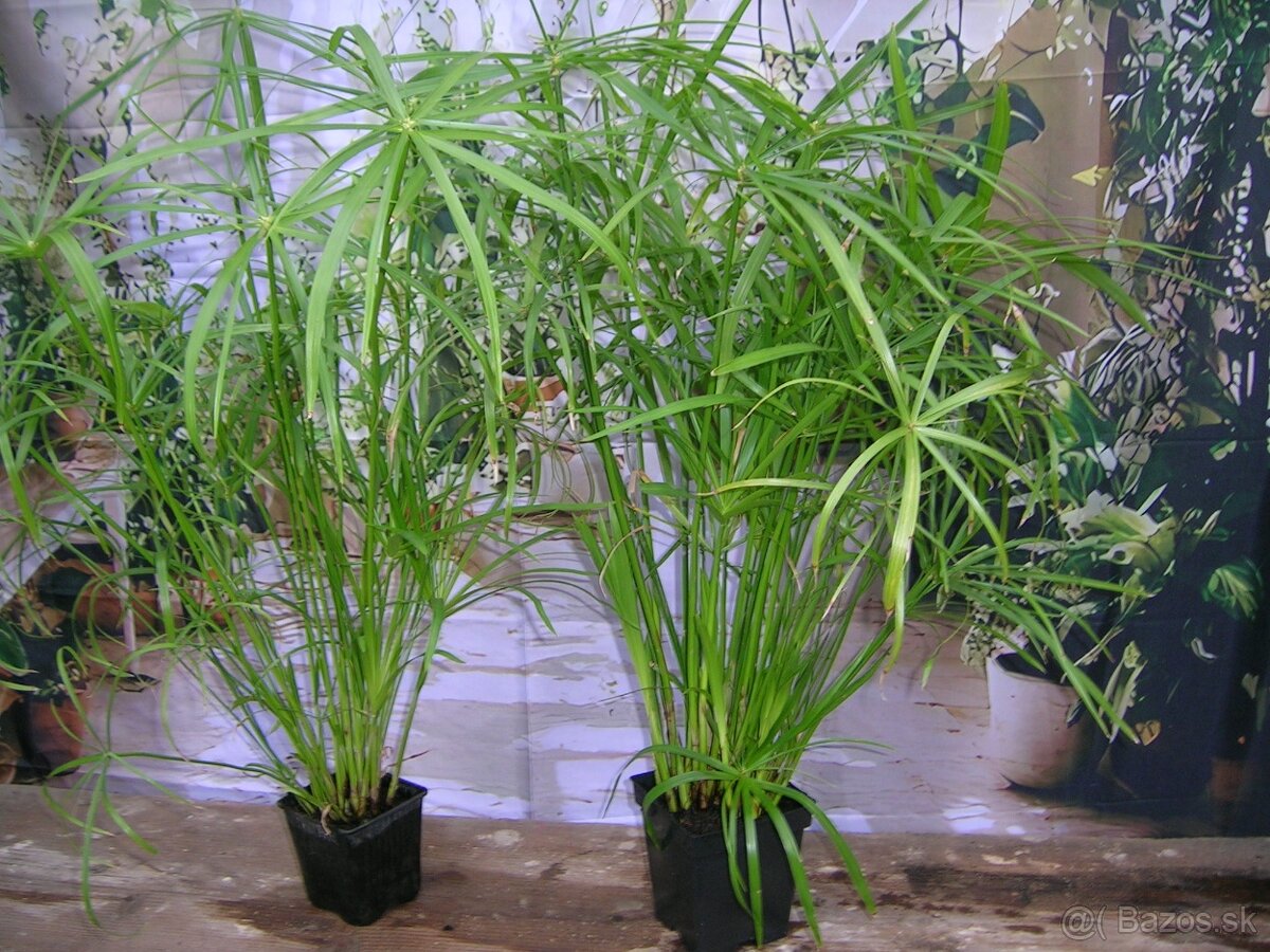 Šachor striedavolistý - Umbrella papyrus - 6