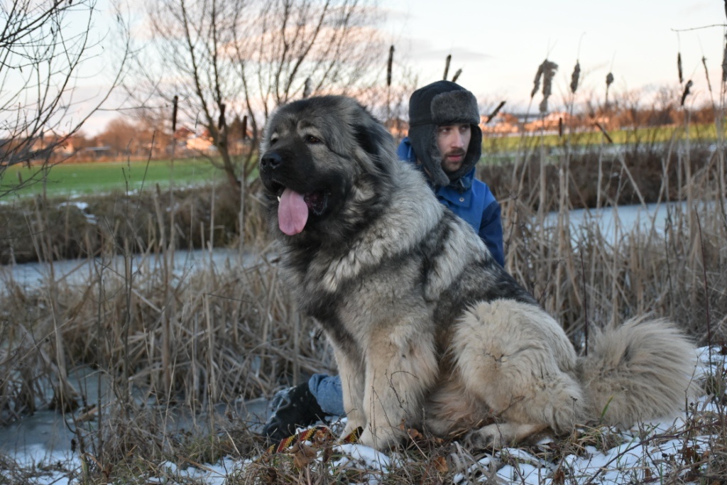 Kaukazský ovčiak - 6