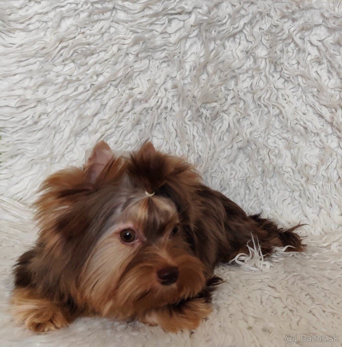 Yorkshire teriér s PP, Jorkšírský teriér s PP, York - 6