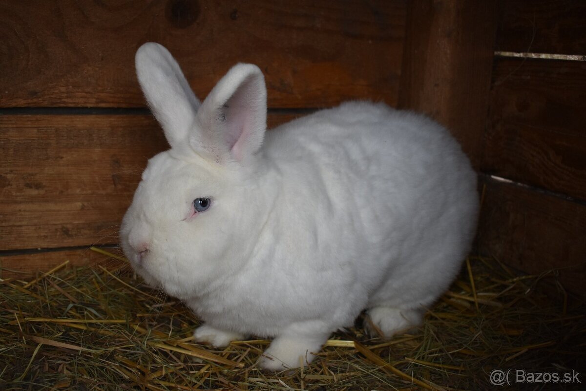 Predam Viedensky biely - 6