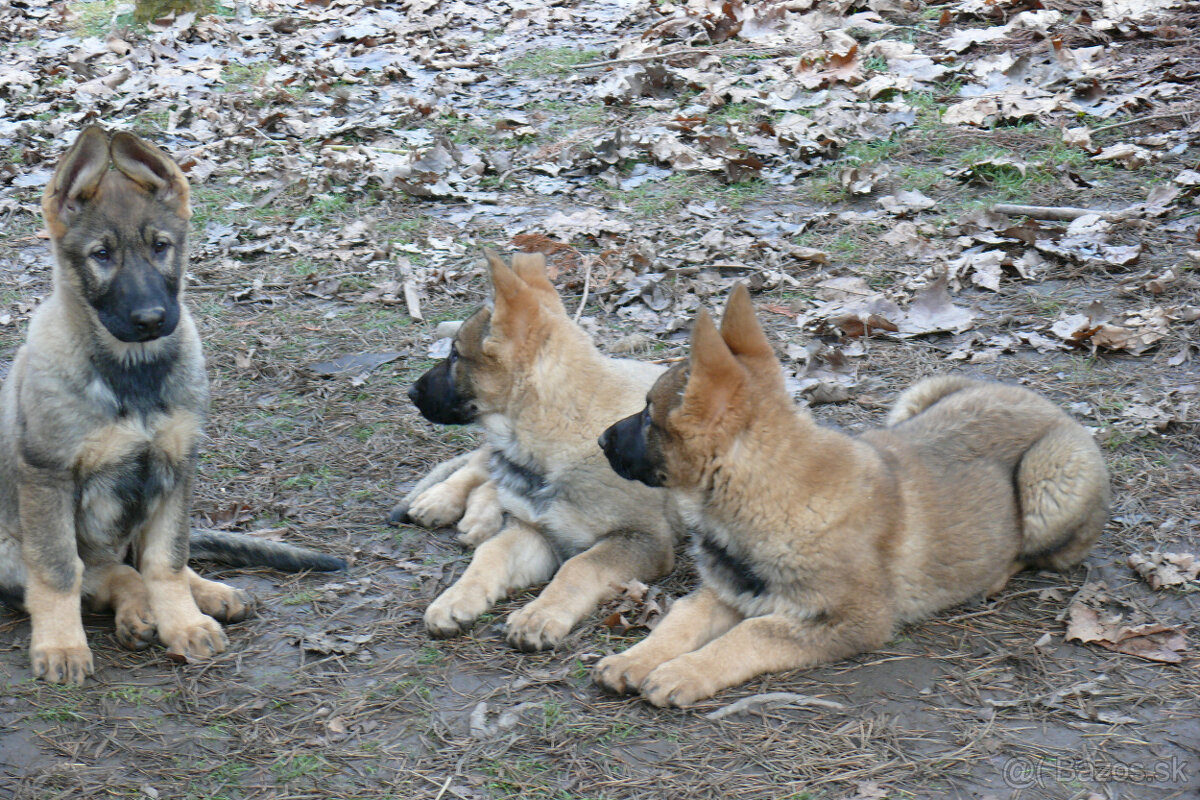 Šteniatka Nemeckého ovčiaka s PP- pracovné - 6