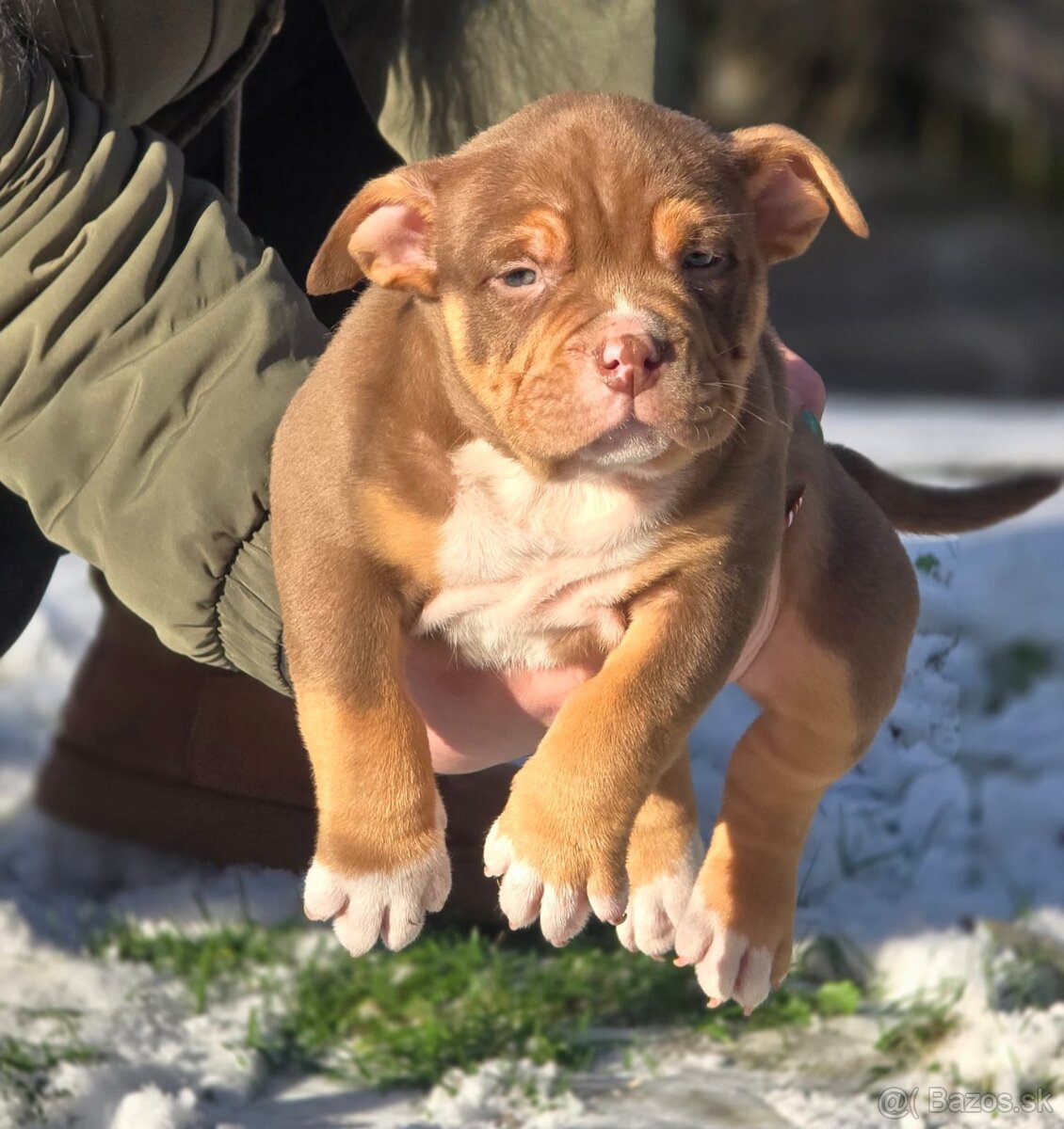 American Bully štandard - 6