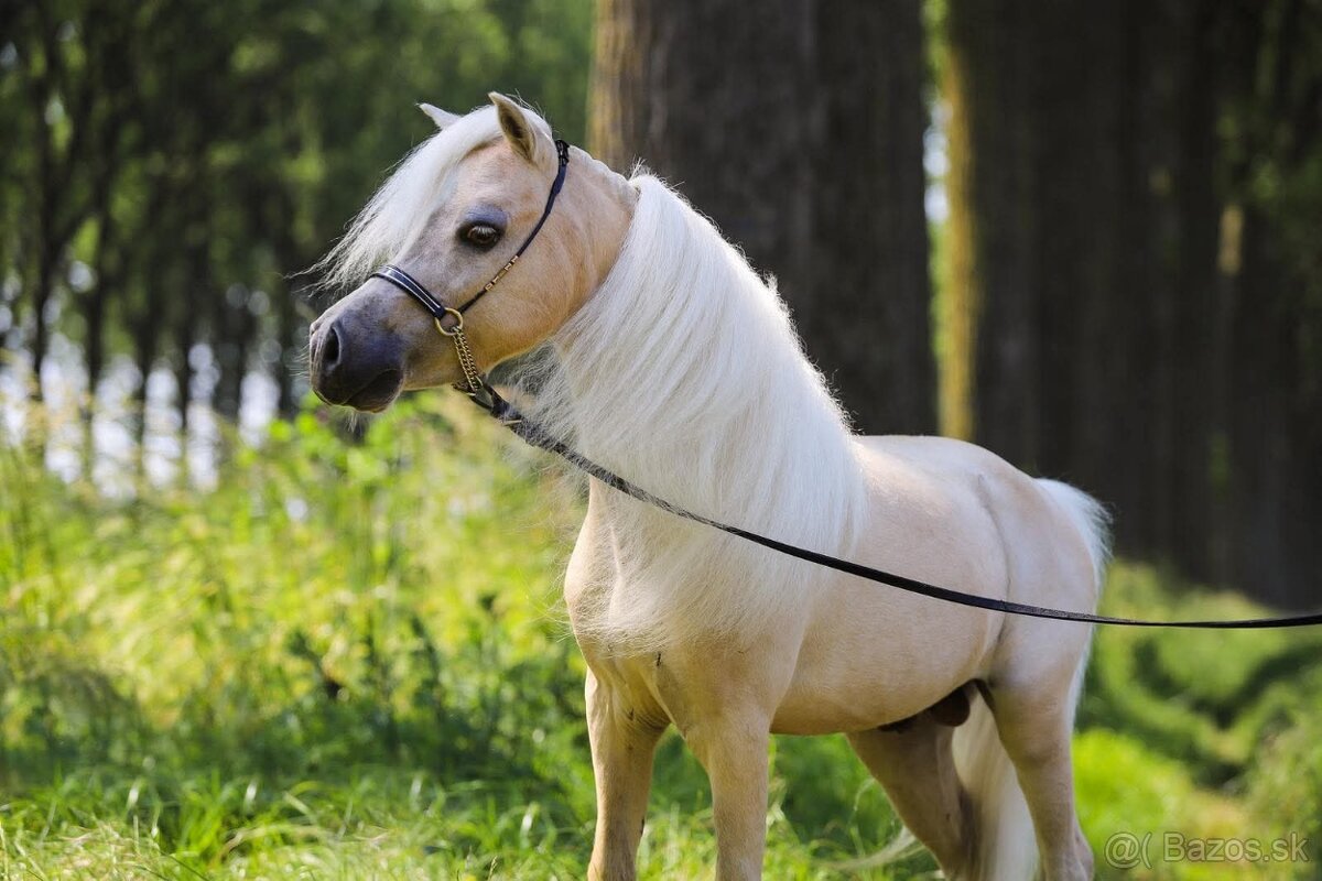 Americký miniaturní kůň - minihorse - 6