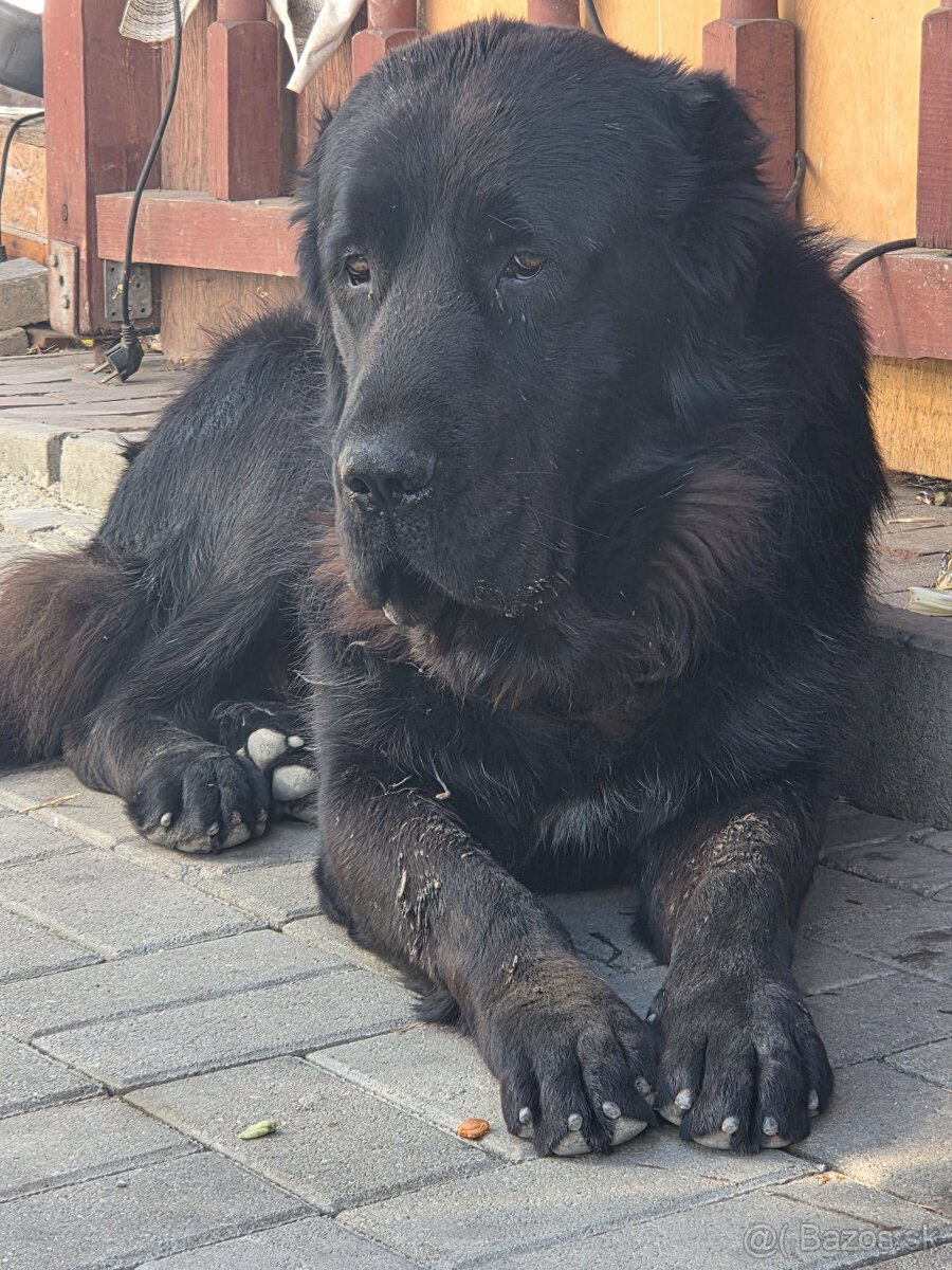 Stredoazisky ovciak - 6