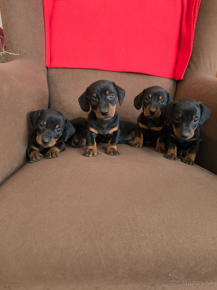 Jazvečík krátkosrstý - 6