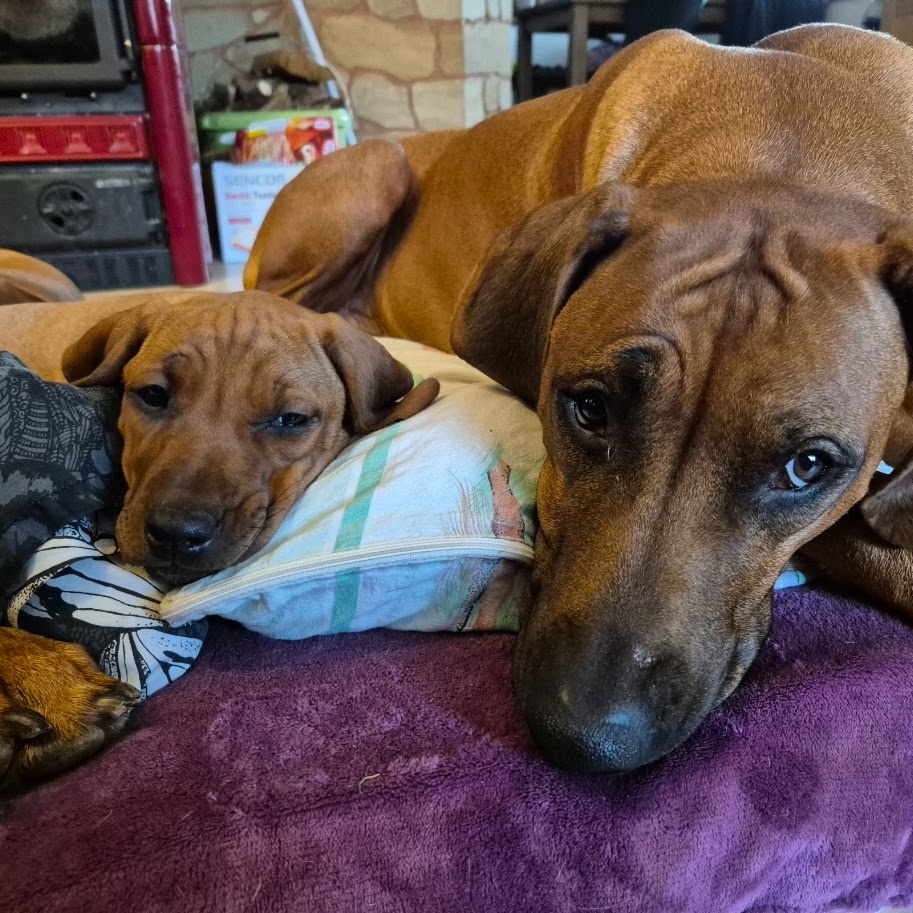 Rhodesian Ridgeback - vymazlená štěňátka s PP - 6