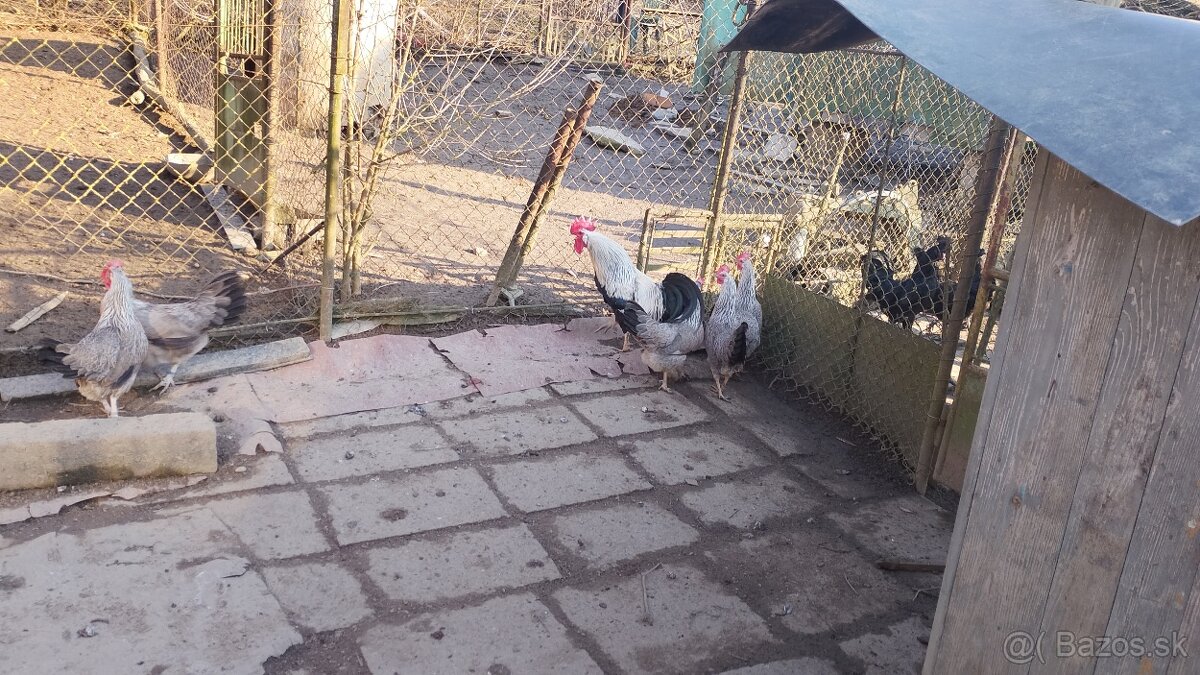 Vlaska striebornokrka - 6