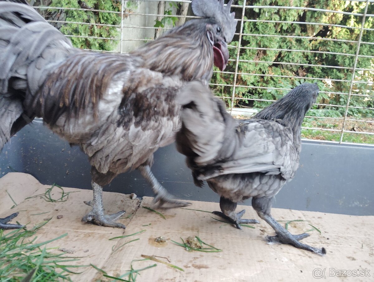 Predám ayam cenami modré - 6