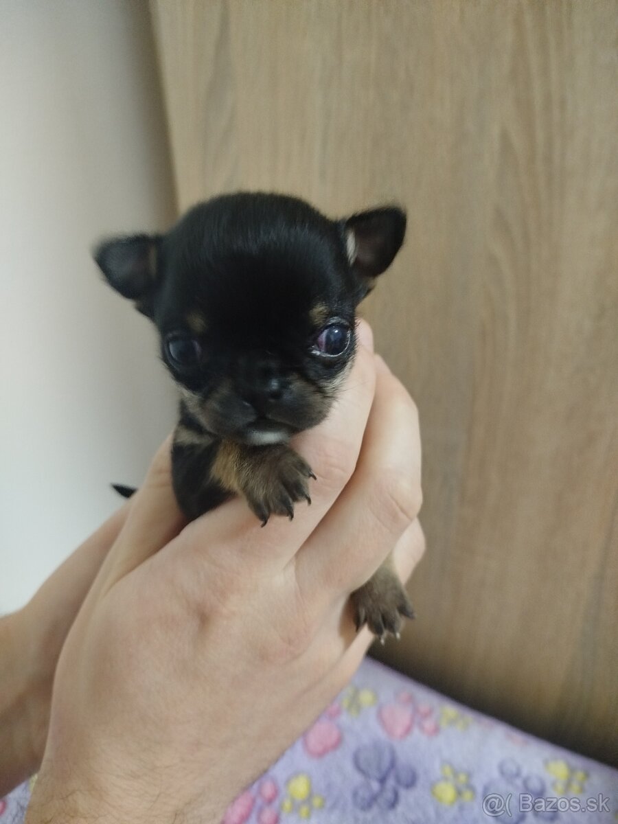Čivava mini psík krátkosrsty - 6